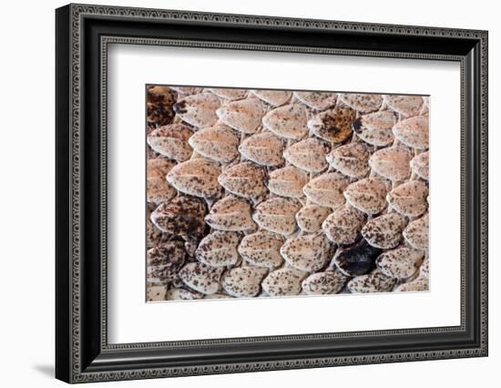 Sidewinder scales, Anza-Borrego Desert Park, California, USA-Chris Mattison-Framed Photographic Print