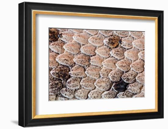 Sidewinder scales, Anza-Borrego Desert Park, California, USA-Chris Mattison-Framed Photographic Print