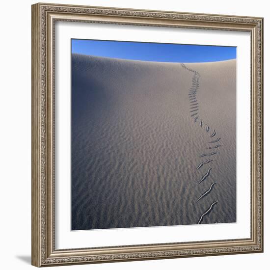 Sidewinder Tracks in Sand Dune-Micha Pawlitzki-Framed Photographic Print