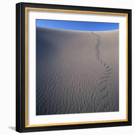 Sidewinder Tracks in Sand Dune-Micha Pawlitzki-Framed Photographic Print