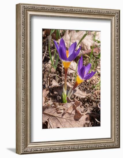 Sieber's crocus in a garden, Italy-Paul Harcourt Davies-Framed Photographic Print