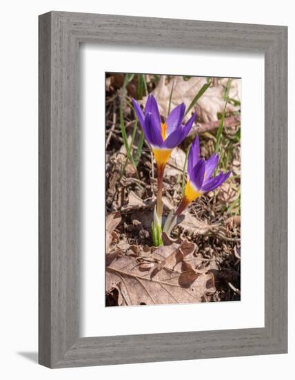 Sieber's crocus in a garden, Italy-Paul Harcourt Davies-Framed Photographic Print