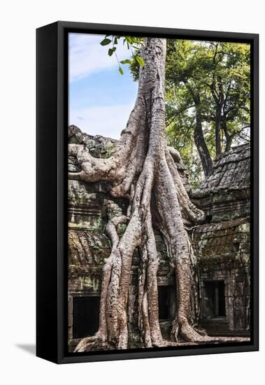 Siem Reap, Cambodia. Giant trees and roots overgrow the ancient ruins and towers of Ta Prohm Temple-Miva Stock-Framed Premier Image Canvas