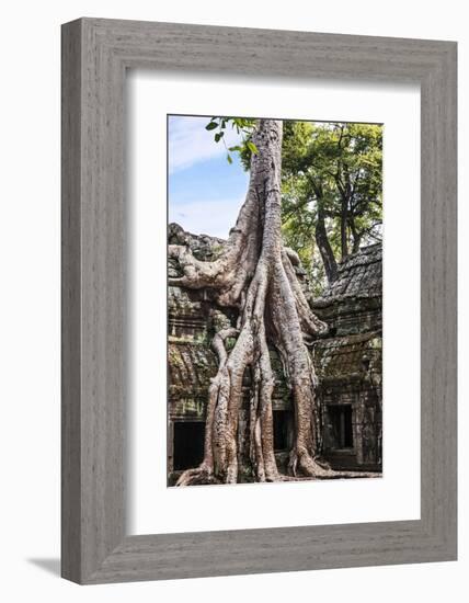 Siem Reap, Cambodia. Giant trees and roots overgrow the ancient ruins and towers of Ta Prohm Temple-Miva Stock-Framed Photographic Print