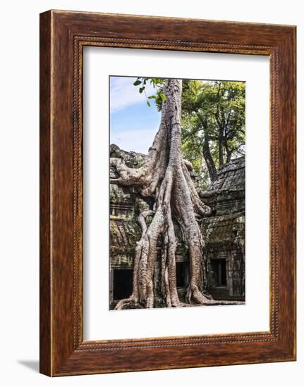 Siem Reap, Cambodia. Giant trees and roots overgrow the ancient ruins and towers of Ta Prohm Temple-Miva Stock-Framed Photographic Print