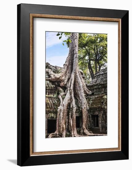 Siem Reap, Cambodia. Giant trees and roots overgrow the ancient ruins and towers of Ta Prohm Temple-Miva Stock-Framed Photographic Print