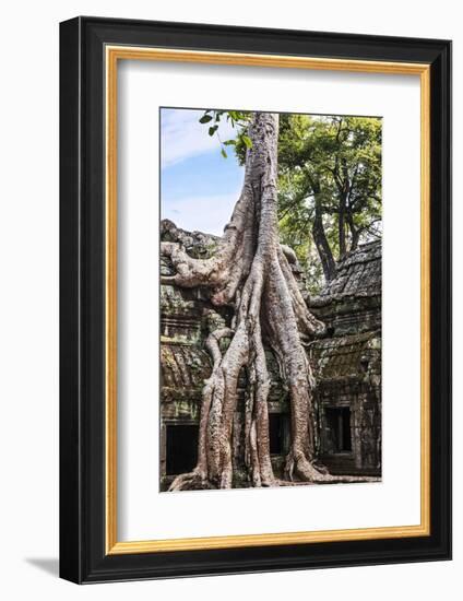 Siem Reap, Cambodia. Giant trees and roots overgrow the ancient ruins and towers of Ta Prohm Temple-Miva Stock-Framed Photographic Print