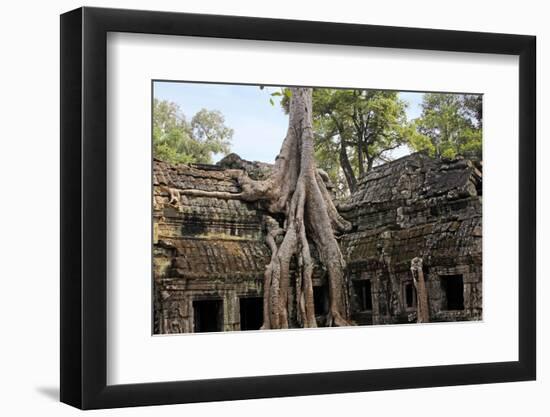 Siem Reap, Cambodia. Giant trees and roots overgrow the ancient ruins and towers of Ta Prohm Temple-Miva Stock-Framed Photographic Print