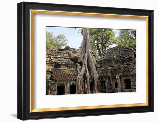 Siem Reap, Cambodia. Giant trees and roots overgrow the ancient ruins and towers of Ta Prohm Temple-Miva Stock-Framed Photographic Print