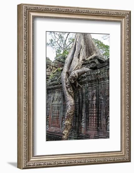 Siem Reap, Cambodia. Giant trees and roots overgrow the ancient ruins of the Bayon Temple in Preah -Miva Stock-Framed Photographic Print