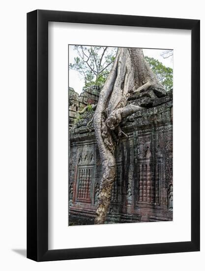 Siem Reap, Cambodia. Giant trees and roots overgrow the ancient ruins of the Bayon Temple in Preah -Miva Stock-Framed Photographic Print