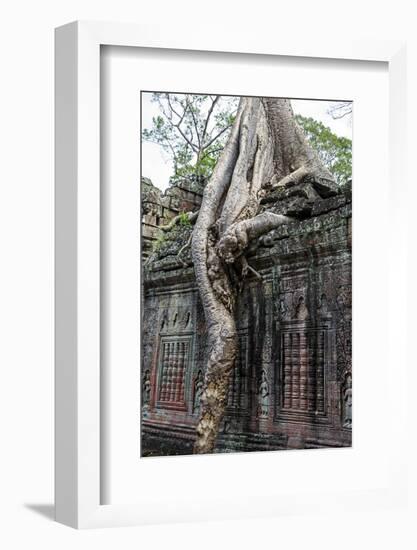 Siem Reap, Cambodia. Giant trees and roots overgrow the ancient ruins of the Bayon Temple in Preah -Miva Stock-Framed Photographic Print