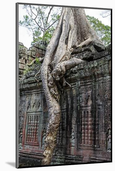 Siem Reap, Cambodia. Giant trees and roots overgrow the ancient ruins of the Bayon Temple in Preah -Miva Stock-Mounted Photographic Print