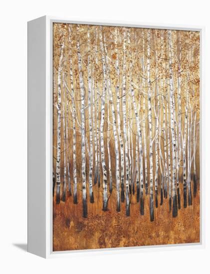 Sienna Birches I-Tim OToole-Framed Stretched Canvas