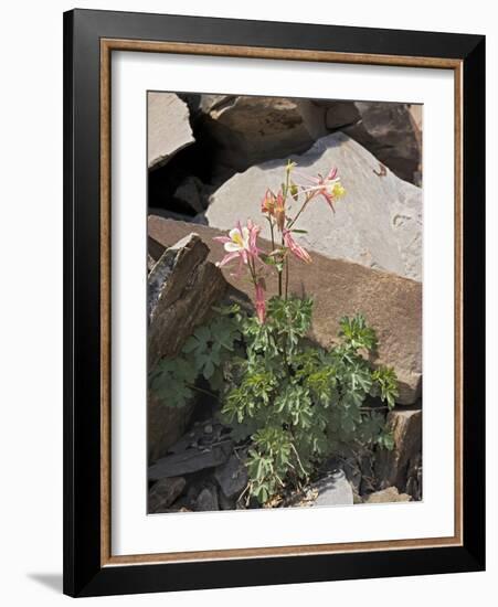 Sierra Columbine (Aquilegia Pubescens)-Bob Gibbons-Framed Photographic Print