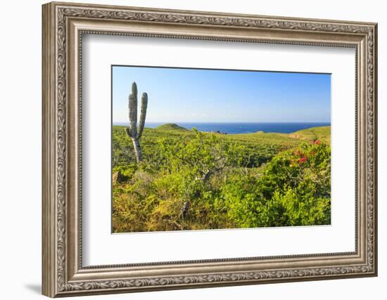 Sierra de la Laguna Canyon, near Los Cabos, Baja California, Mexico. Cardon cactus.-Stuart Westmorland-Framed Photographic Print
