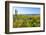 Sierra de la Laguna Canyon, near Los Cabos, Baja California, Mexico. Cardon cactus.-Stuart Westmorland-Framed Photographic Print