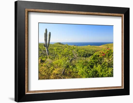 Sierra de la Laguna Canyon, near Los Cabos, Baja California, Mexico. Cardon cactus.-Stuart Westmorland-Framed Photographic Print