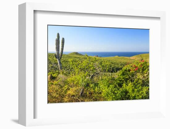 Sierra de la Laguna Canyon, near Los Cabos, Baja California, Mexico. Cardon cactus.-Stuart Westmorland-Framed Photographic Print