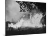 Sierra Forest Fire-Ralph Crane-Mounted Photographic Print