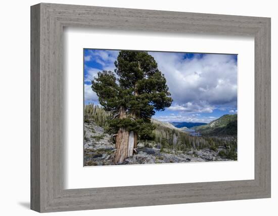 Sierra Juniper and Evergreens Above Echo Lake, Sierra Nevada Mountains-Howie Garber-Framed Photographic Print