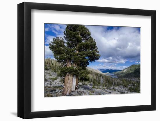 Sierra Juniper and Evergreens Above Echo Lake, Sierra Nevada Mountains-Howie Garber-Framed Photographic Print