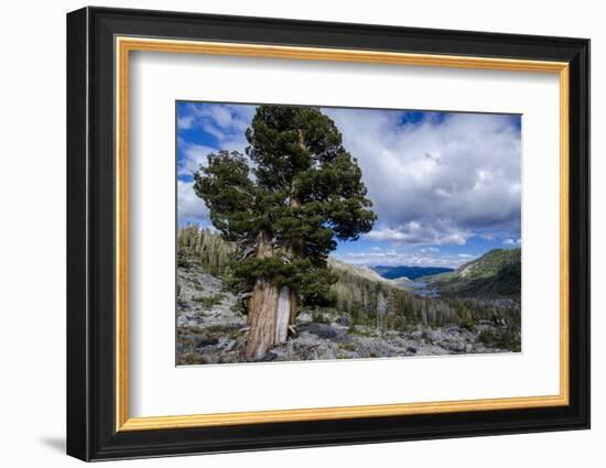 Sierra Juniper and Evergreens Above Echo Lake, Sierra Nevada Mountains-Howie Garber-Framed Photographic Print