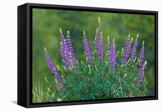 Sierra lupine, Tuolumne Meadows, Yosemite National Park, California-Adam Jones-Framed Premier Image Canvas