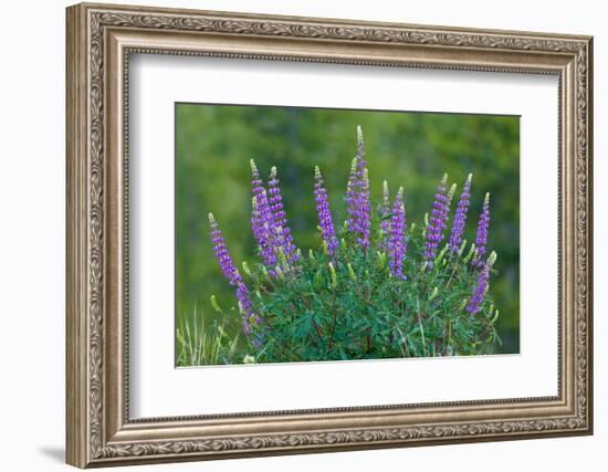 Sierra lupine, Tuolumne Meadows, Yosemite National Park, California-Adam Jones-Framed Photographic Print