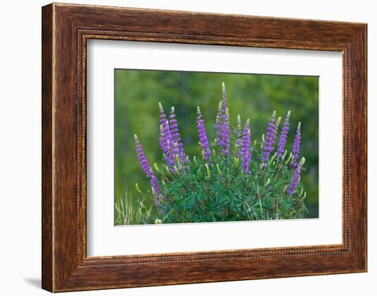 Sierra lupine, Tuolumne Meadows, Yosemite National Park, California-Adam Jones-Framed Photographic Print