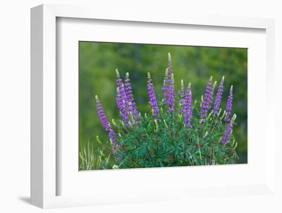 Sierra lupine, Tuolumne Meadows, Yosemite National Park, California-Adam Jones-Framed Photographic Print