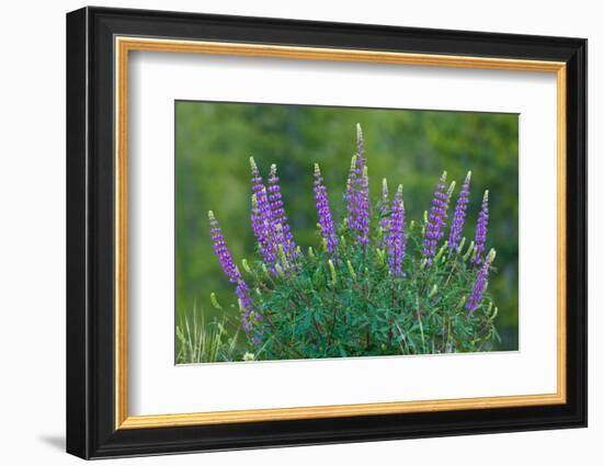 Sierra lupine, Tuolumne Meadows, Yosemite National Park, California-Adam Jones-Framed Photographic Print