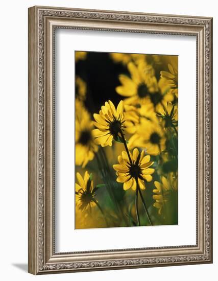 Sierra Madre Medicine Bow National Forest, Yellow Sunflowers, Wyoming, USA-Scott T. Smith-Framed Photographic Print