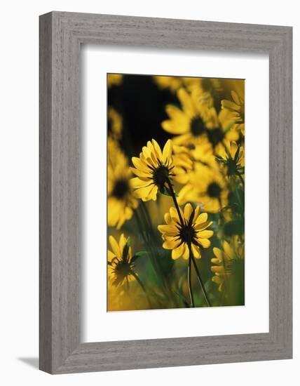 Sierra Madre Medicine Bow National Forest, Yellow Sunflowers, Wyoming, USA-Scott T. Smith-Framed Photographic Print