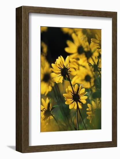 Sierra Madre Medicine Bow National Forest, Yellow Sunflowers, Wyoming, USA-Scott T. Smith-Framed Photographic Print