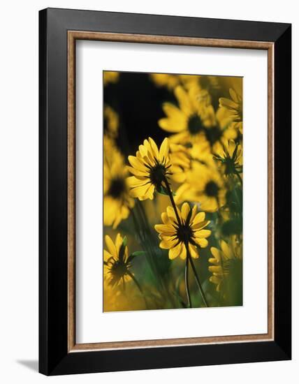 Sierra Madre Medicine Bow National Forest, Yellow Sunflowers, Wyoming, USA-Scott T. Smith-Framed Photographic Print