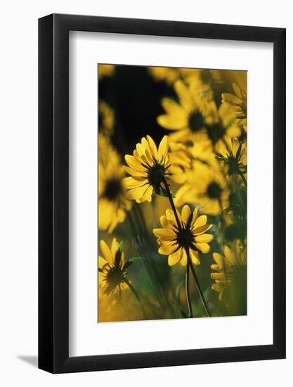 Sierra Madre Medicine Bow National Forest, Yellow Sunflowers, Wyoming, USA-Scott T. Smith-Framed Photographic Print