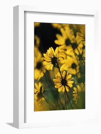 Sierra Madre Medicine Bow National Forest, Yellow Sunflowers, Wyoming, USA-Scott T. Smith-Framed Photographic Print