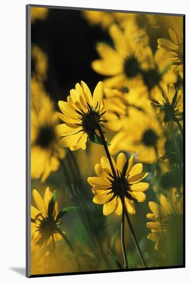 Sierra Madre Medicine Bow National Forest, Yellow Sunflowers, Wyoming, USA-Scott T. Smith-Mounted Photographic Print