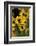 Sierra Madre Medicine Bow National Forest, Yellow Sunflowers, Wyoming, USA-Scott T. Smith-Framed Photographic Print