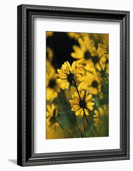 Sierra Madre Medicine Bow National Forest, Yellow Sunflowers, Wyoming, USA-Scott T. Smith-Framed Photographic Print