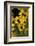 Sierra Madre Medicine Bow National Forest, Yellow Sunflowers, Wyoming, USA-Scott T. Smith-Framed Photographic Print