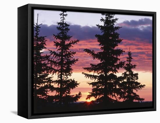 Sierra Madre Range with Spruce Tree, Medicine Bow National Forest, Wyoming, USA-Scott T. Smith-Framed Premier Image Canvas