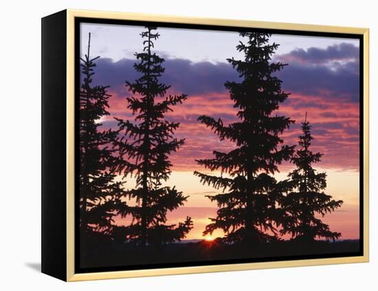 Sierra Madre Range with Spruce Tree, Medicine Bow National Forest, Wyoming, USA-Scott T. Smith-Framed Premier Image Canvas