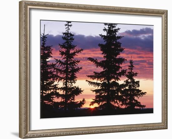 Sierra Madre Range with Spruce Tree, Medicine Bow National Forest, Wyoming, USA-Scott T. Smith-Framed Photographic Print