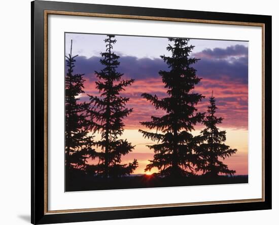 Sierra Madre Range with Spruce Tree, Medicine Bow National Forest, Wyoming, USA-Scott T. Smith-Framed Photographic Print