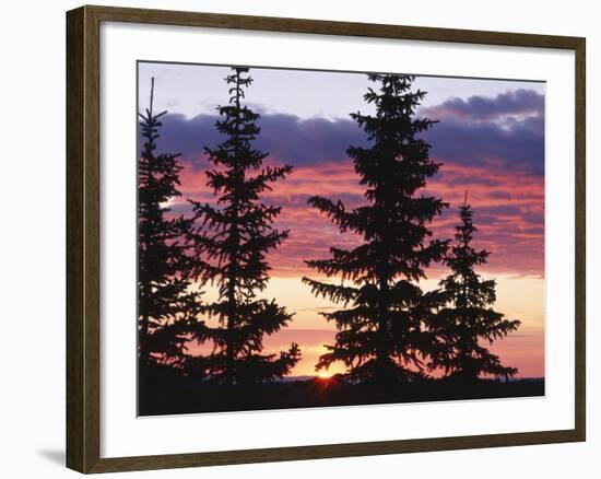 Sierra Madre Range with Spruce Tree, Medicine Bow National Forest, Wyoming, USA-Scott T. Smith-Framed Photographic Print