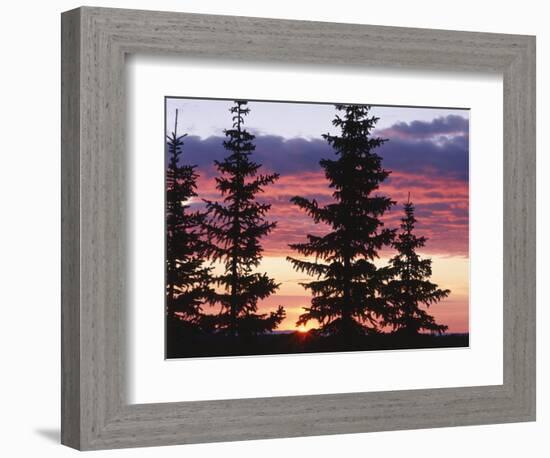 Sierra Madre Range with Spruce Tree, Medicine Bow National Forest, Wyoming, USA-Scott T. Smith-Framed Photographic Print
