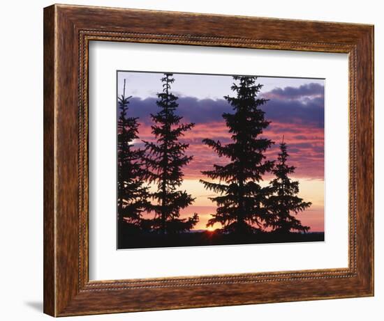 Sierra Madre Range with Spruce Tree, Medicine Bow National Forest, Wyoming, USA-Scott T. Smith-Framed Photographic Print