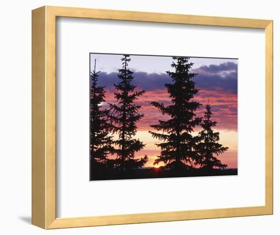 Sierra Madre Range with Spruce Tree, Medicine Bow National Forest, Wyoming, USA-Scott T. Smith-Framed Photographic Print